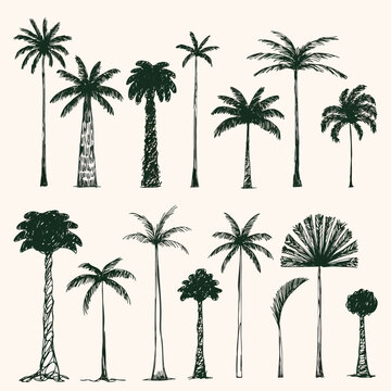 Tropical Tree Collection: A series of meticulously crafted illustrations of palm trees, each showcasing distinct forms and textures to evoke the serenity and allure of a tropical paradise.