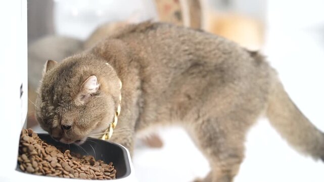 Brown cat with short fur and visible whiskers eating dry food from bowl and metal bowl, wearing gold collar, indoor natural light, healthy relaxed pet, domestic feline animal, close up, selective