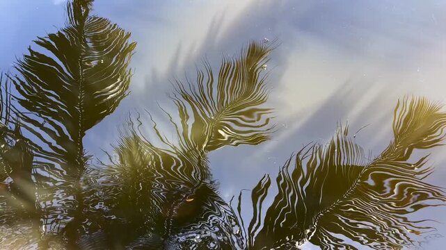 Reflection of coconut palm leaves shimmering on gently undulating water, creating abstract patterns and a tranquil tropical atmosphere