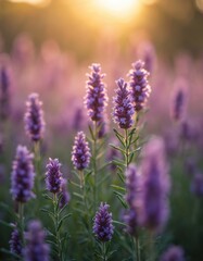 Fototapeta premium Purple heather flowers bloom in soft golden sunlight across a field. Delicate plants grow in meadow at sunset. Natural floral beauty in summer.