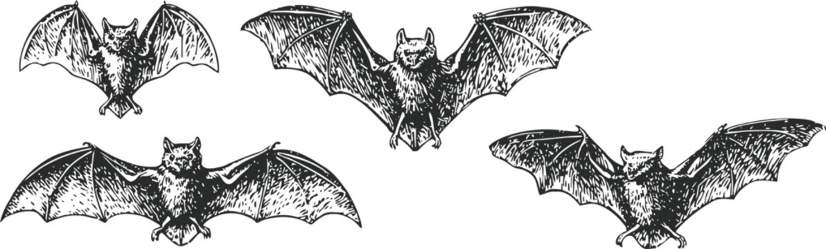 Four detailed hand drawn bats in flight with outstretched wings in vintage sketch illustration