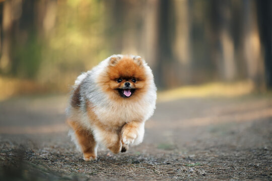 happy pomeranian spitz dog runs outdoors