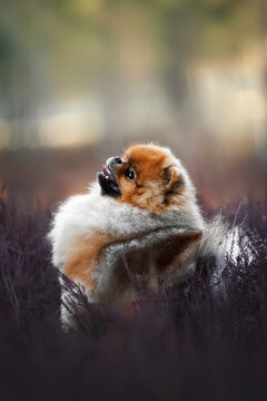 pomeranian spitz dog posing in heather in the forest
