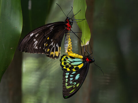 Schmetterling