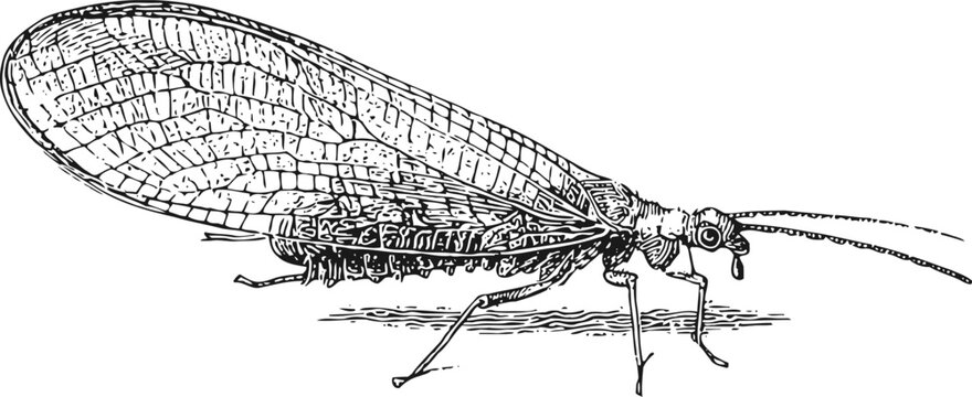 Detailed vintage illustration of an antlion insect with large veined wings and long antennae