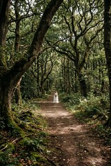 Obraz premium Bride in tiered white dress on a sunlit forest path under oak trees