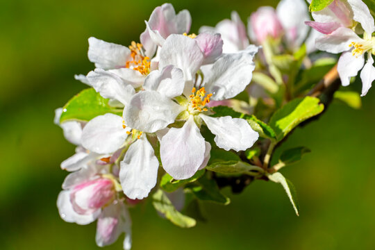 Apfelbaum-Zweig mit wei&szlig;en Bl&uuml;ten