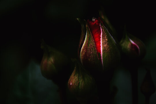 Botones de rosas