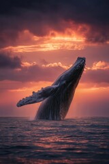 Fototapeta premium Humpback Whale Breaching From the Ocean Beneath a Glowing Pink Sunset Sky