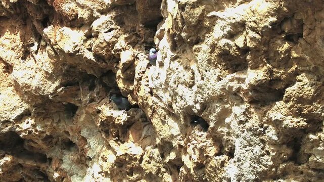 Rock Dove (Columba livia) in north Spain. breading