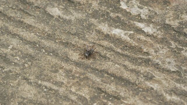 Macro close-up of ants transporting a large wasp prey on a leaf