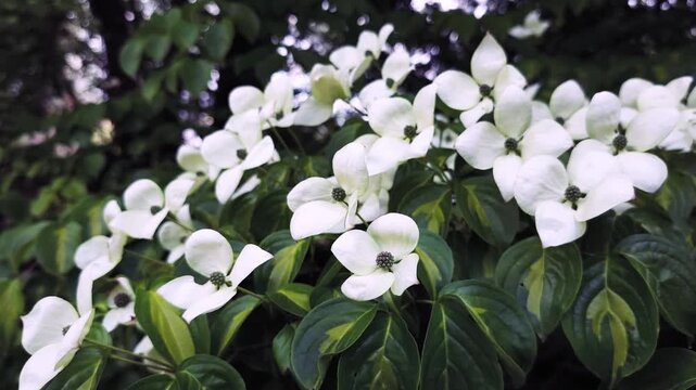 Beautiful white bracts of a flowering dogwood tree moving in a gentle breeze. Lush green variegated leaves fill the background in a garden in botanical garden