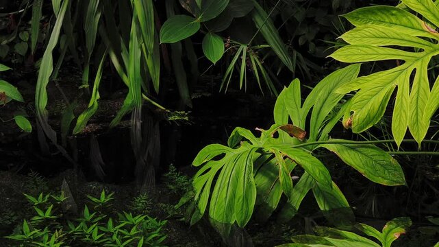 Vibrant blue morpho butterflies gracefully flying among lush green tropical plants. Beautiful insects with iridescent wings in a natural jungle habitat in botanical garden