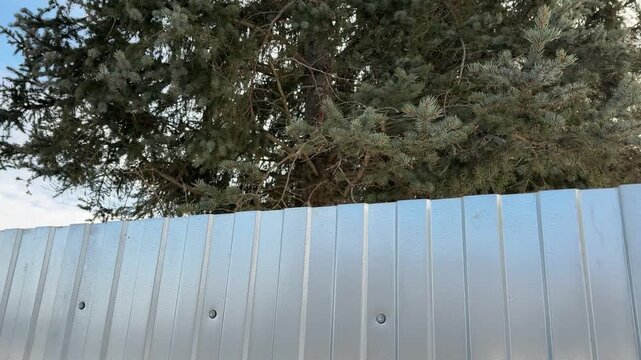 High steel fence beneath leafy oak, new galvanized corrugated panels forming tall perimeter barrier, visible bolts and screw.