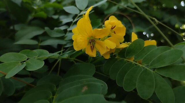 Senna bicapsularis, Cassia bicapsularis, Winter Cassia, or Christmas Bush. Its leaves and fruit are effective in treating digestive problems, and its scent is effective in repelling mosquitoes