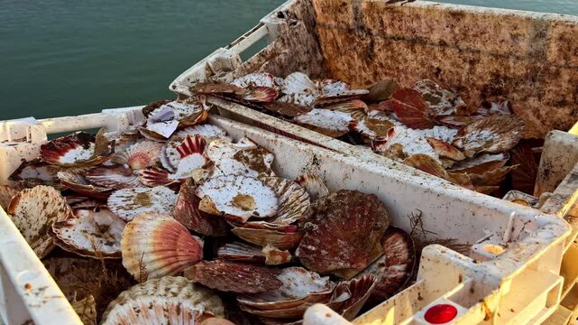 Commercial fishing boat returns to Port-en-Bessin harbour with crate of freshly caught scallops on deck as stone breakwater and lighthouse appear ahead