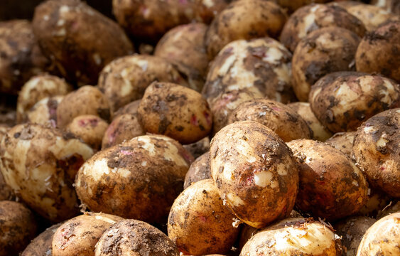 Fresh potatoes with soil in close up showing natural texture and harvest condition at local market display