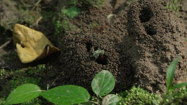 Ants collaborating to trim an oversized leaf outside their jungle nest