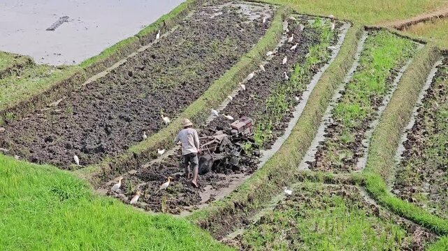 Farmer operating walking tractor on segmented rice paddies with birds following in muddy field. Agricultural machinery working in terraced paddy landscape. Rice cultivation and rural farming concept. 