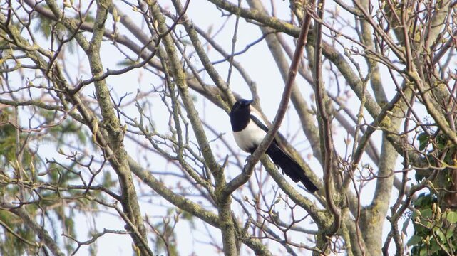 A Magpie, Pica pica, high in a leafless tree in early Spring. UK