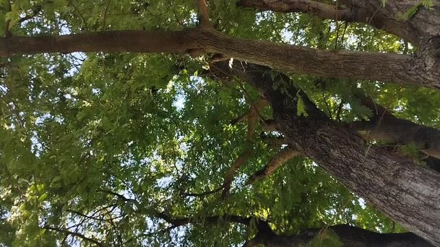 The tamarind tree (Tamarindus indica) is growing abundantly. This tree offers comprehensive benefits, from health to the environment