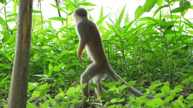 Wild squirrel monkeys interacting and jumping on branches in the Amazon
