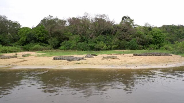 Group of Nile crocodiles basking with mouths open on the banks of the Nile River in Uganda, filmed from a slowly drifting boat