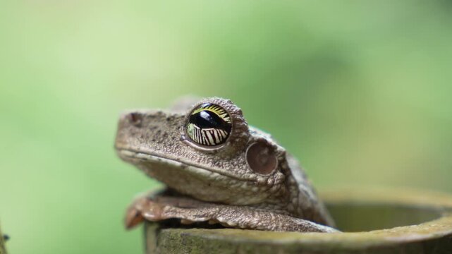 A detailed portrait of a patterned treefrog clinging to jungle leaves at night