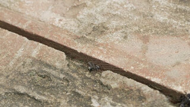 Macro shot of ants dragging a dead wasp into a concrete pavement nest