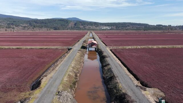 A Narrow Irrigation Canal Runs Between Rows of Deep Red Cranberry Fields in Pitt Meadows, British Columbia, Canada - Drone Flying Forward