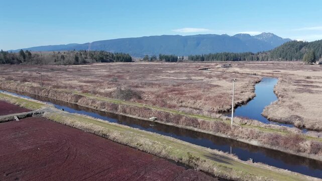 A Canal Winds Past Cranberry Fields at a Farm in Pitt Meadows, British Columbia, Canada - Drone Flying Forward