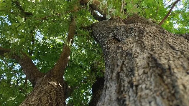 The tamarind tree (Tamarindus indica) is growing abundantly. This tree offers comprehensive benefits, from health to the environment
