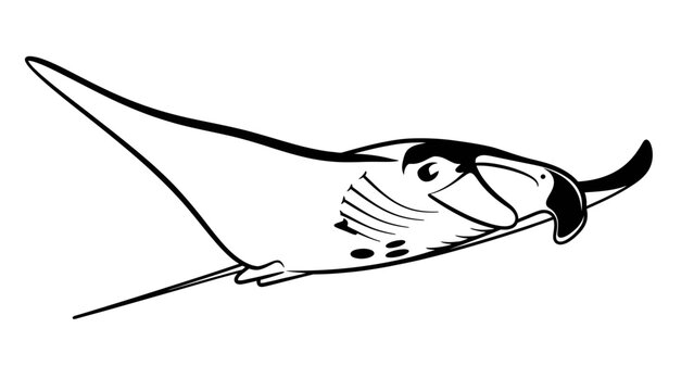 Manta Ray Cartoon Drawing, Ocean Wildlife, Underwater Animal Illustration