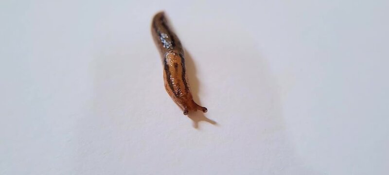 Grey garden slug crawling slowly on white surface, agricultural pest in macro view.