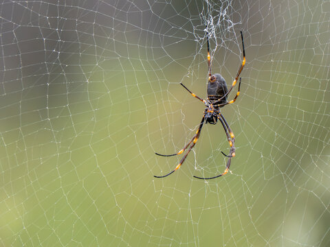 Spinne