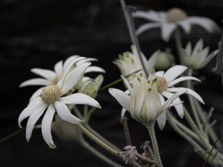 Blüte © Peter