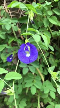 Butterfly Pea (Clitoria ternatea), well-known for its vibrant blue flowers or bunga telang. These flowers are often used as a natural food coloring or steeped to make blue tea. 