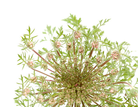 Flora of Gran Canaria -  Daucus carota, wild carrot starting to flower
