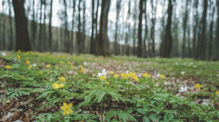 Fototapeta premium Spring forest floor carpeted with delicate yellow and white wildflowers