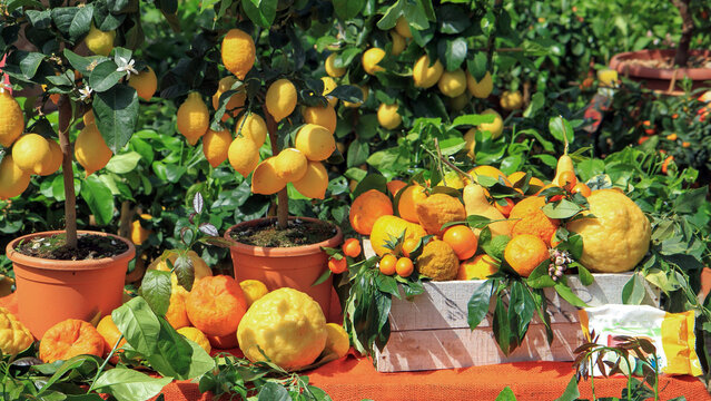 Fresh citrus display with potted lemon tree, orange, mandarin and citron in sunny garden market setting. Vibrant seasonal harvest, organic produce and Mediterranean freshness.