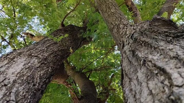 The tamarind tree (Tamarindus indica) is growing abundantly. This tree offers comprehensive benefits, from health to the environment