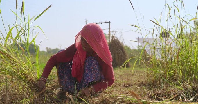 Indian elderly mature lady woman wear saree cover head sitting do farm filed work outdoor rural area. Female elder use hand sickle cutting green tall fodder grass new day time outside village place