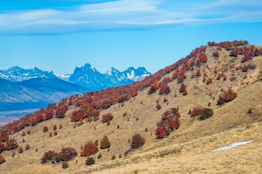 Patagonia Argentina autumn landscape with red Nothofagus trees or Antarctic beech on hillside and Andes mountains, remote wilderness scenery in Santa Cruz Province