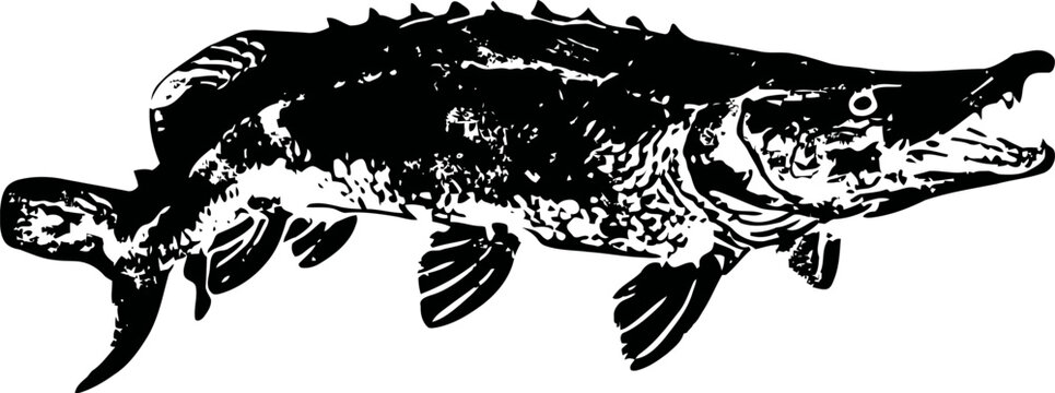 Large predatory fish illustration detailed pike drawing with open mouth, sharp teeth freshwater species, ecosystem predator concept