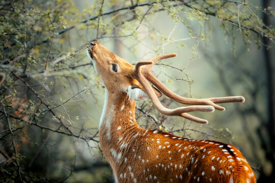 A graceful close-up of a spotted axis deer in the wild, highlighting its delicate features and distinctive white-spotted coat. The softly blurred natural background enhances its elegance and gentle.
