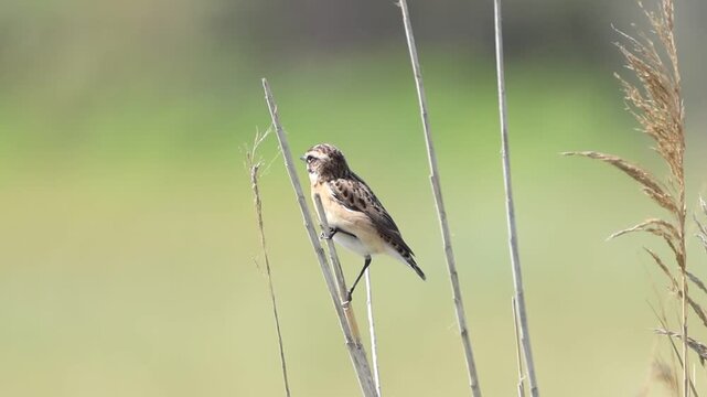 Whinchat perched on a small branch in Cyprus countryside during spring (Saxicola rubetra)