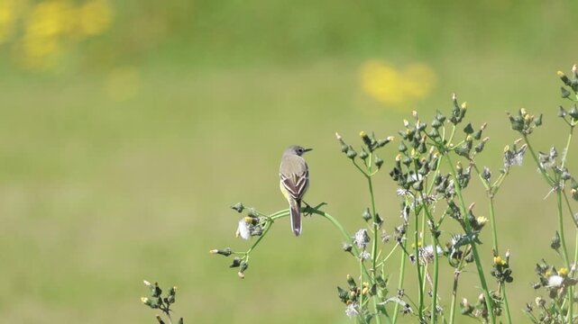 Western yellow wagtail perched on a plant and feeding in Cyprus spring (Motacilla flava)