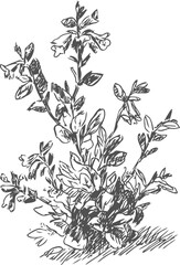 Fototapeta premium Wildflower botanical sketch detailed hand drawn illustration of flowering plant branches with leaves and buds