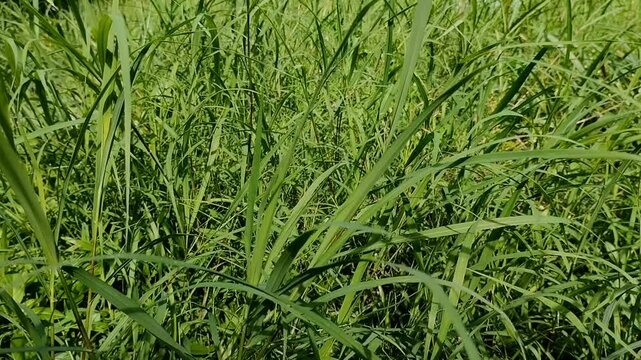 Imperata cylindrica, also known as cogongrass, grows wild. Cogongrass is used as a herb, particularly the roots, and to prevent land erosion