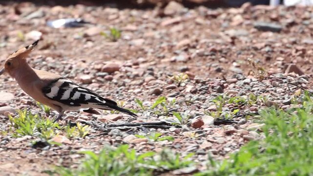 Eurasian hoopoe searching for food on the ground in Cyprus springtime (Upupa epops)